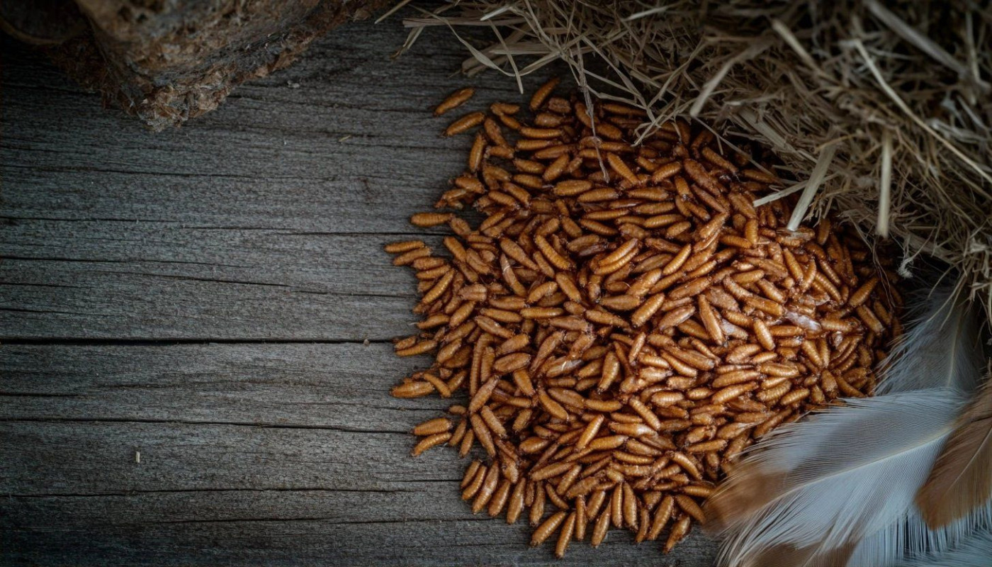 Comparaison des meilleures options pour acheter des vers de farine séchés pour les poules sur le web